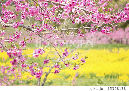 桃の花と菜の花畑 桃の花と菜の花畑 15398138