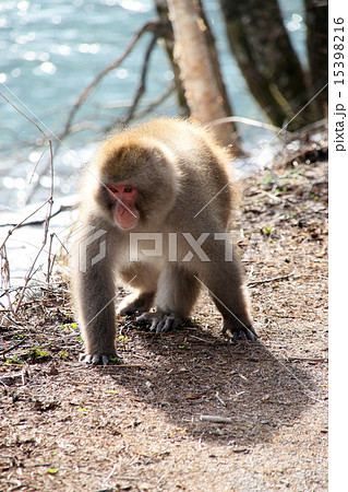 ニホンザル 15398216
