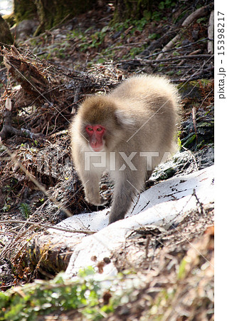 ニホンザル 15398217