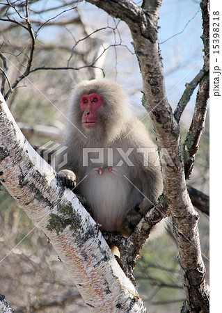 ニホンザル 15398218