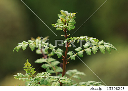 山椒の若葉 15398293