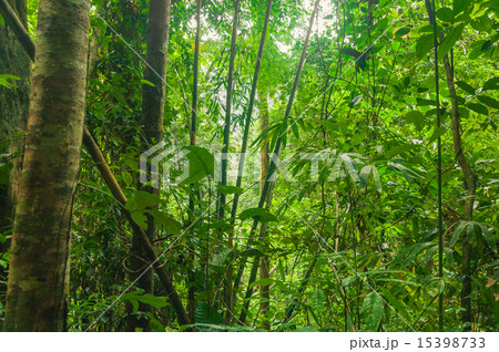 Landscape of Wood  at mangrove forest 15398733