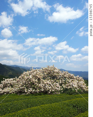 桜 15398745