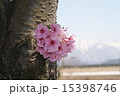 桜 15398746