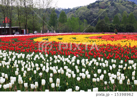 チューリップ畑433 チューリップ畑433 15398962