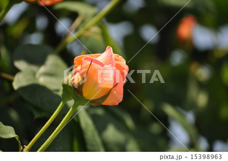 ルーピングのつぼみ ルーピングのつぼみ 15398963