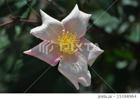 薄い色のムタビリス 薄い色のムタビリス 15398964