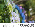 段々あじさい 15399285
