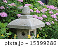 あじさいに埋まる灯篭　 15399286
