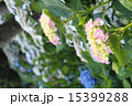 斜面のあじさい　 15399288