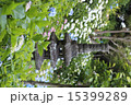 あじさいと三重の塔 15399289