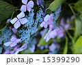 あじさい　紫 15399290