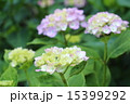 あじさい 15399292