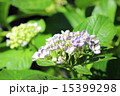 ウズあじさい 15399298
