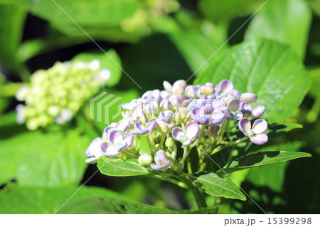 ウズあじさい 15399298