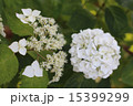 あじさい～白イマキュラータ 15399299