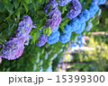 あじさい斜面 15399300