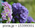 くろじくあじさい？ 15399301