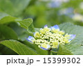 ベビーアジサイ 15399302