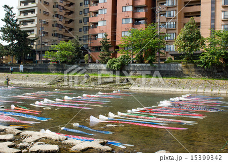 浅野川・鯉流し 15399342
