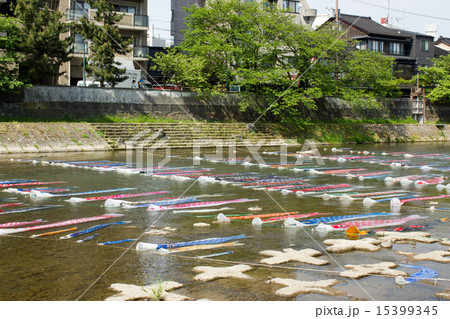 浅野川・鯉流し 15399345