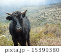 牛 15399380
