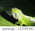 コスタリカ　イグアナ 15399391