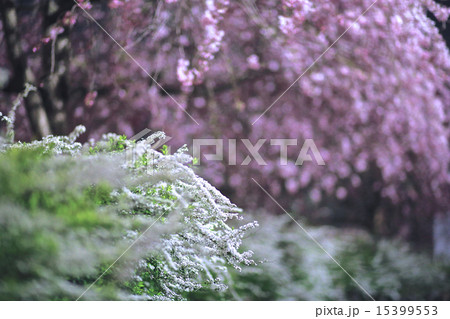 芦花公園の夜桜 芦花公園の夜桜 15399553