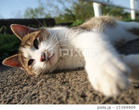 手を伸ばす猫の写真素材