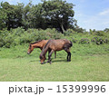都井岬の野生馬 15399996