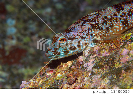 アナハゼの仲間、婚姻色 アナハゼの仲間、婚姻色 15400036