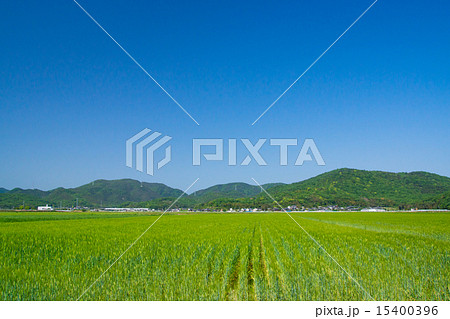 麦畑と青空 15400396