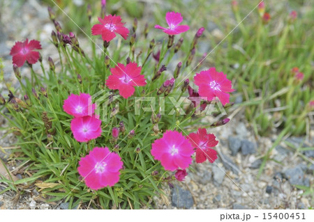 ナデシコ ナデシコ 15400451