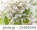 Flowers blossomed 15400509