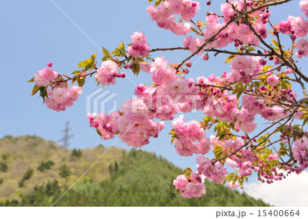 桃の花 桃の花 15400664
