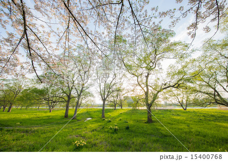 北上展勝地 15400768