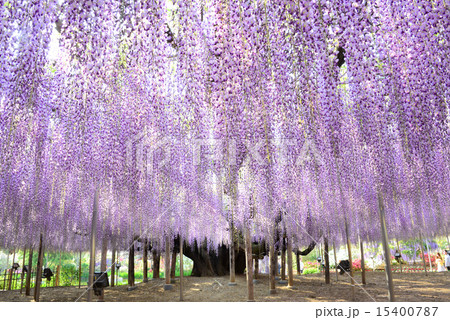 足利の大藤の写真素材