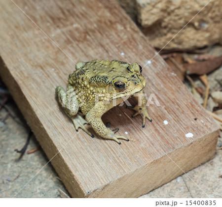 toad toad 15400835