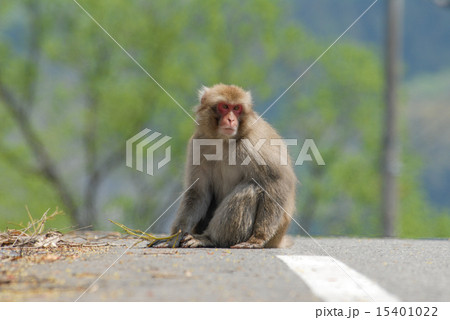 野生のニホンザル 15401022