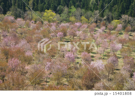 裏磐梯・桜峠の風景 裏磐梯・桜峠の風景 15401808