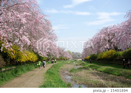 東京都小金井市の野川の桜（小金井新橋～中前橋） 15401894