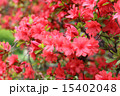 赤いツツジ 15402048