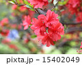 赤いツツジ 15402049
