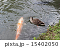 鯉と鴨 15402050