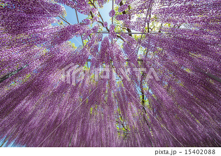 あしかがフラワーパーク 15402088