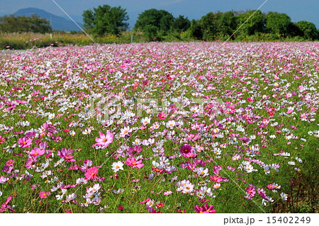 コスモス畑(栃木・鬼怒グリーンパーク) コスモス畑(栃木・鬼怒グリーンパーク) 15402249