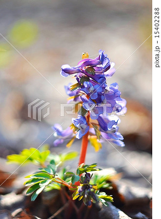 Primrose - Corydalis forest Primrose - Corydalis forest 15402288