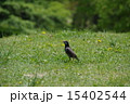 公園の鳥 15402544