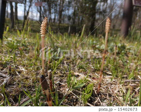 高原のつくし 高原のつくし 15402673