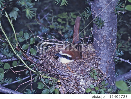 卵を抱くアカモズ 15402723